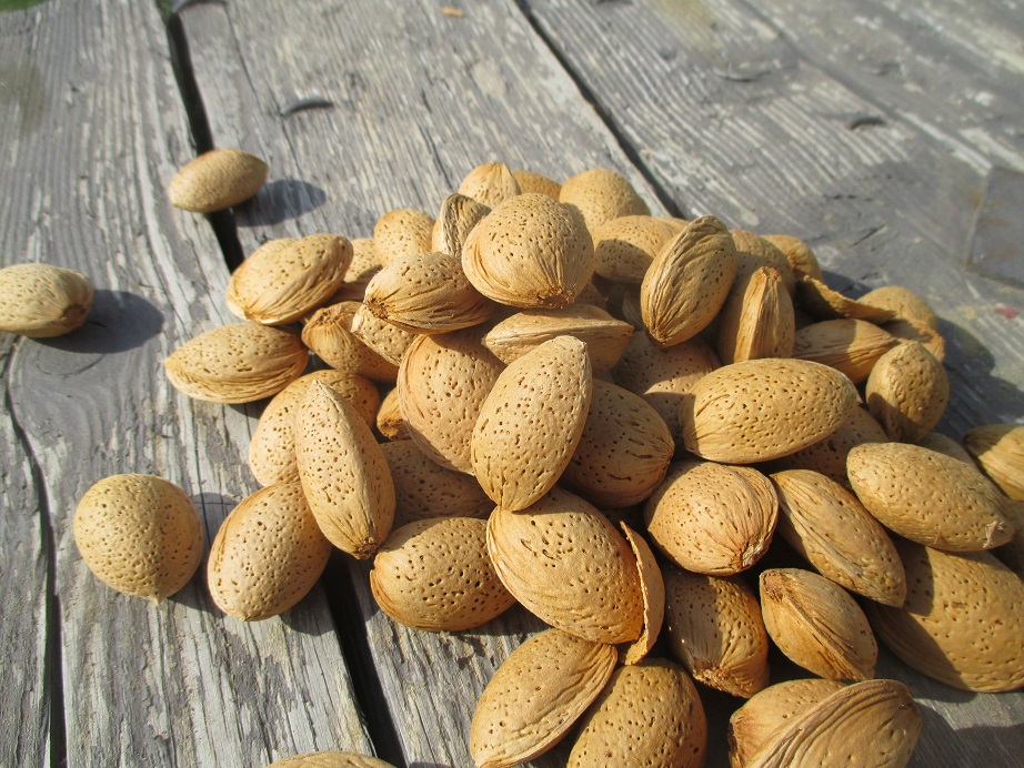 Amandes