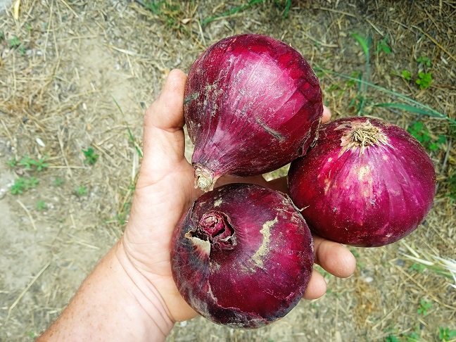Oignons - rouges frais
