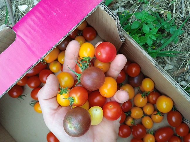 Tomates