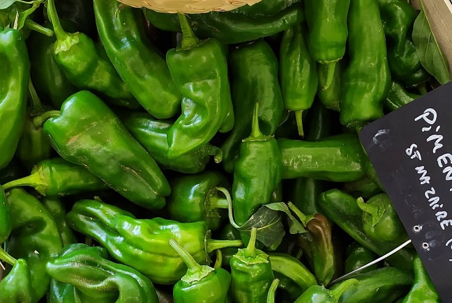 Poivrons - padrons