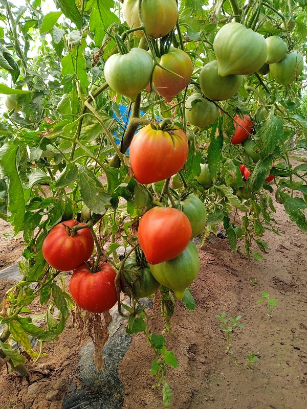 Tomates - coeur de boeuf