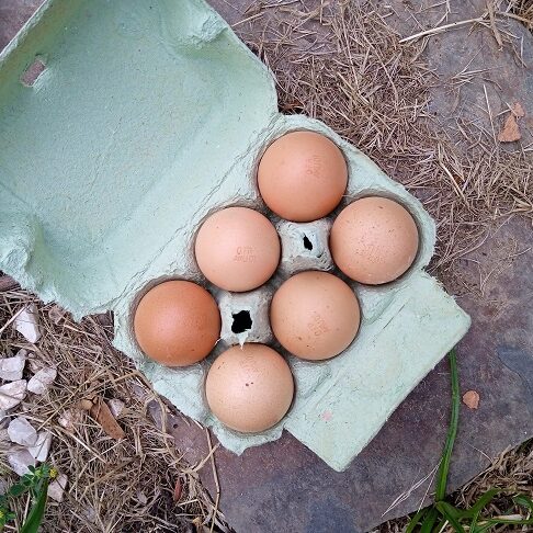 Oeufs extra-frais (x6)