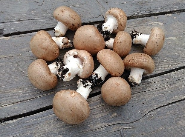 Champignons de paris (300g) - bruns