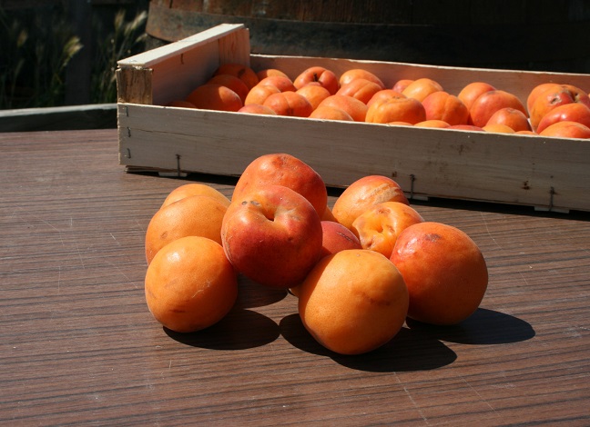 Abricots 