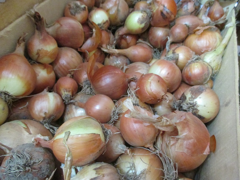 Oignons