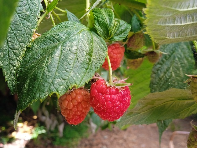 Framboises