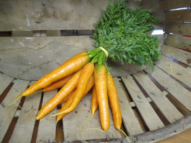 Carottes - oranges fanes