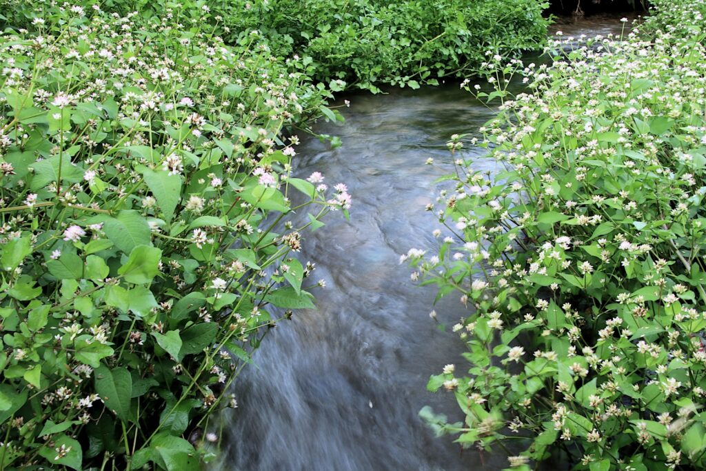 仕込み水の湧水源