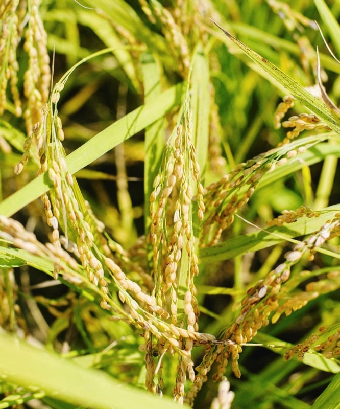 Close-up of ripening rice in the brewery's own paddy field