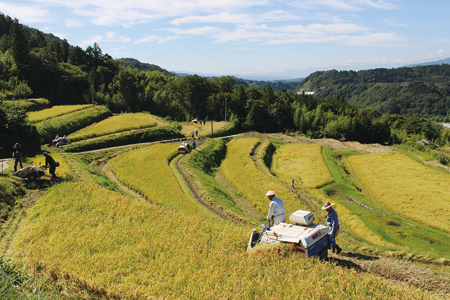Rice harvest in the terraced paddies used for the brewery's rice
