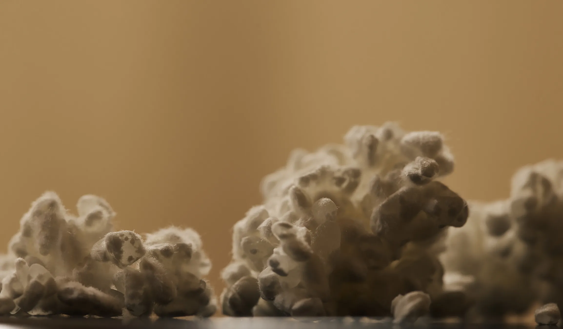 Close-up of koji rice with visible mold growth during fermentation preparation.
