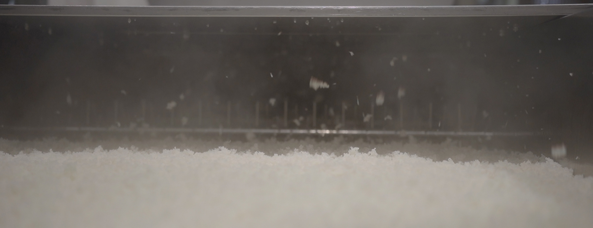 Rice being spread for koji cultivation
