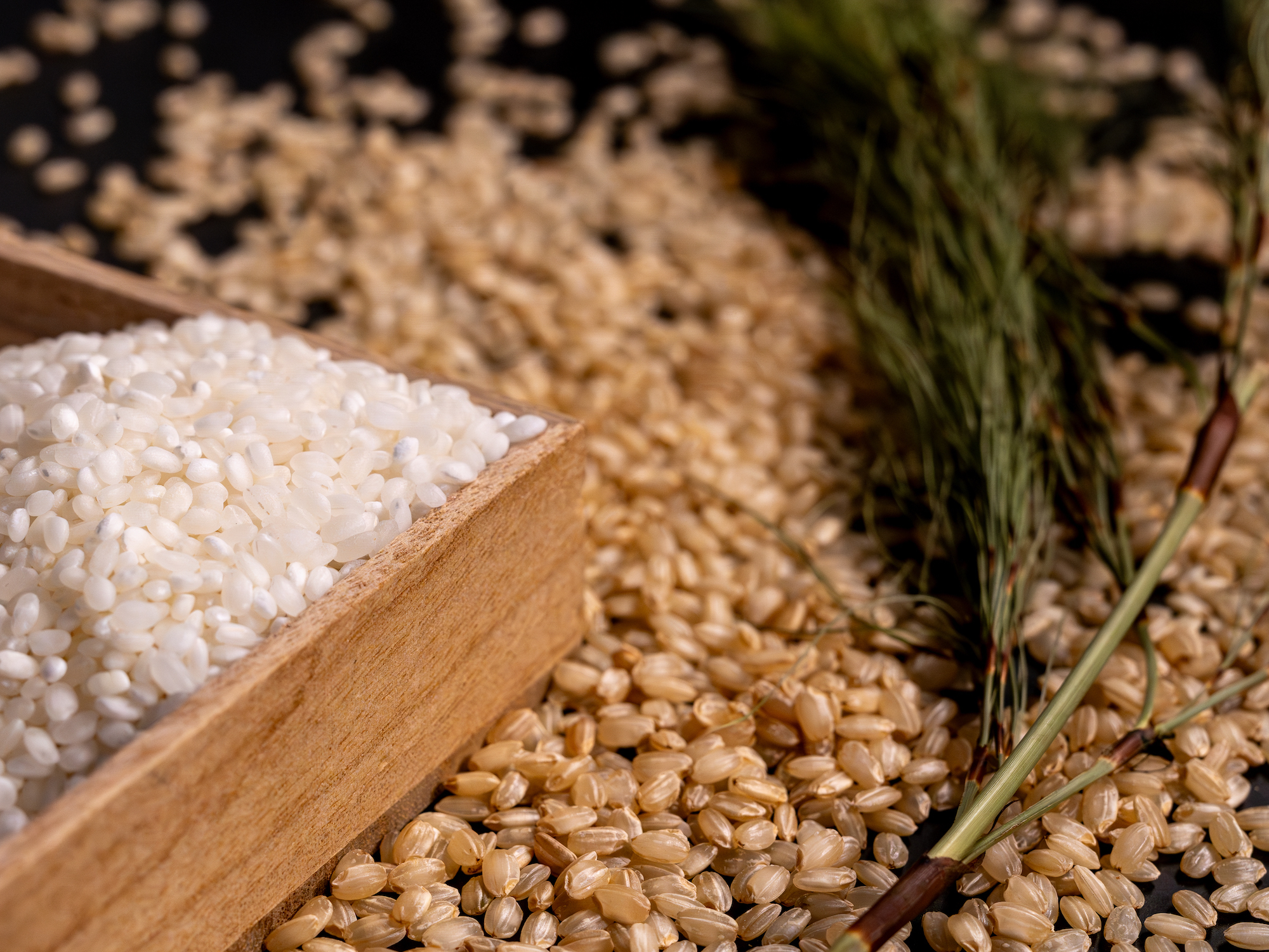 Polished and unpolished sake rice grains with rice stalks