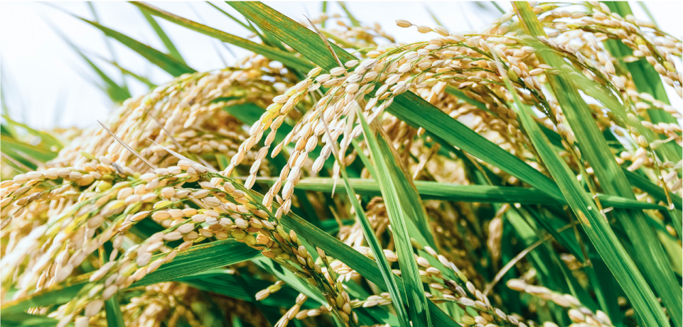Rice ears ripening in the paddy fields used for Ikeda Shuzo's sake.