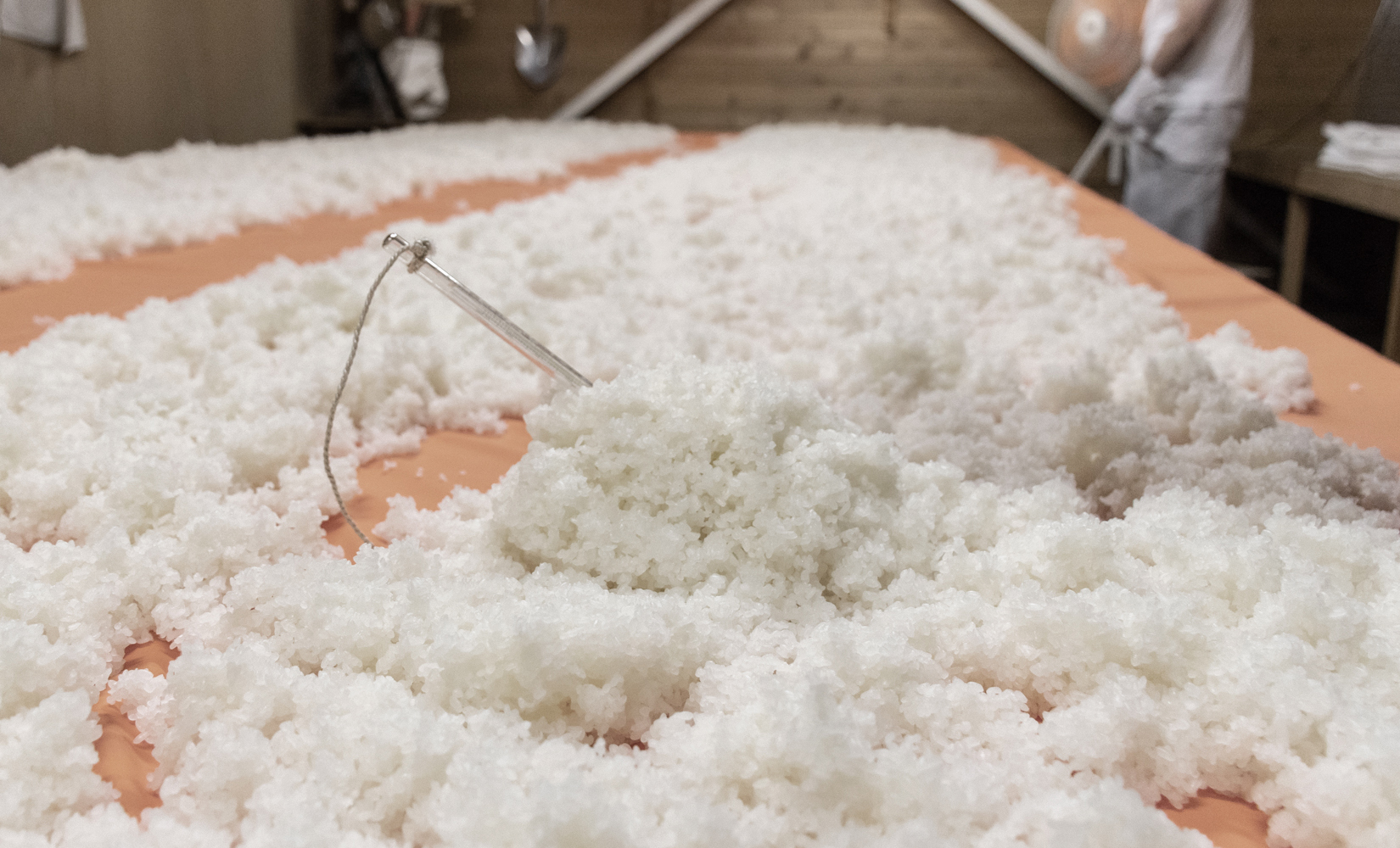 Steamed rice spread out on the koji-making bed inside the kojimuro.