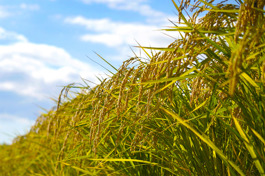 Close-up of ripening rice ears in a paddy field under a blue sky.