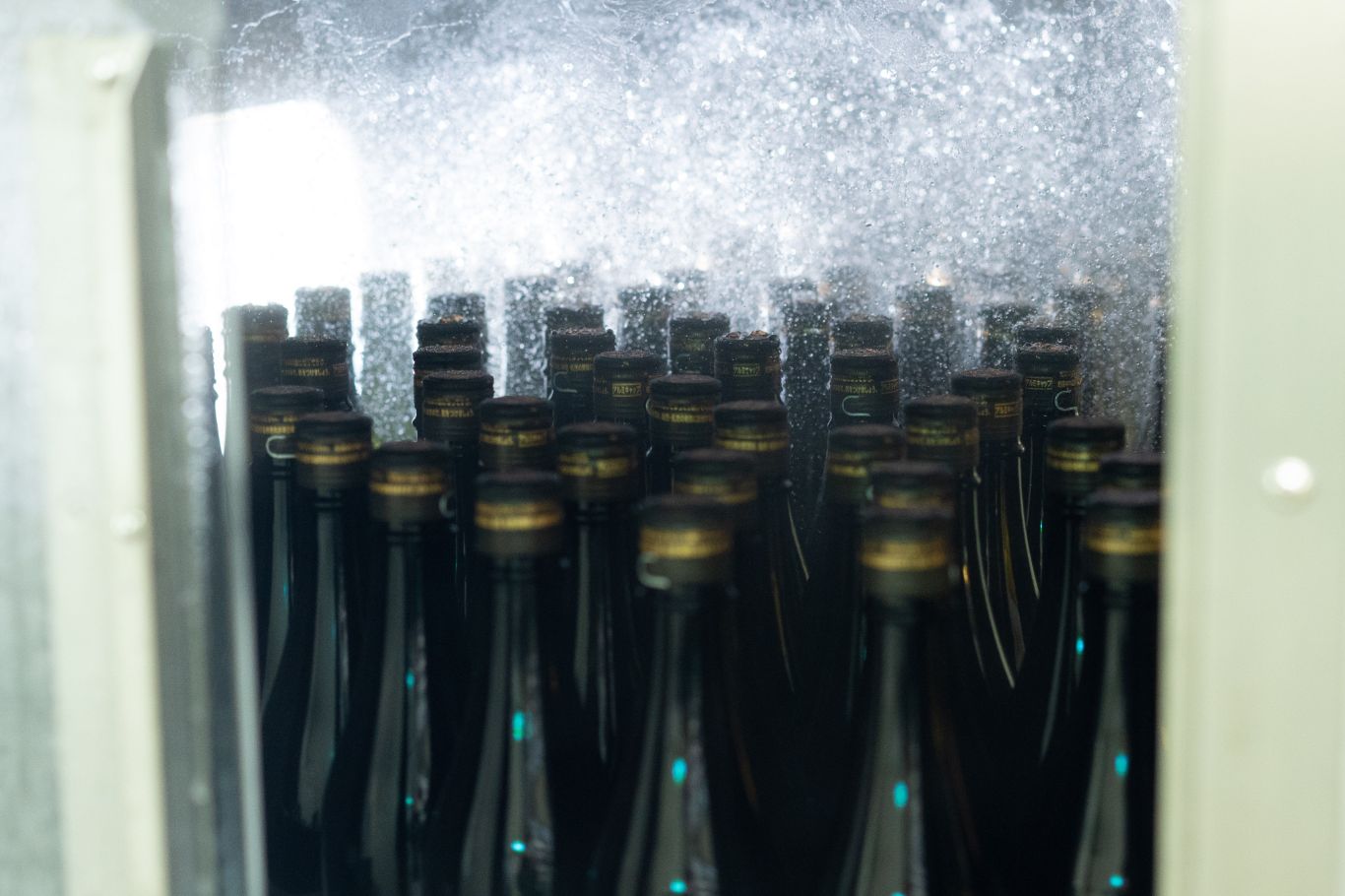 Rows of filled sake bottles being steam-rinsed on the bottling line.