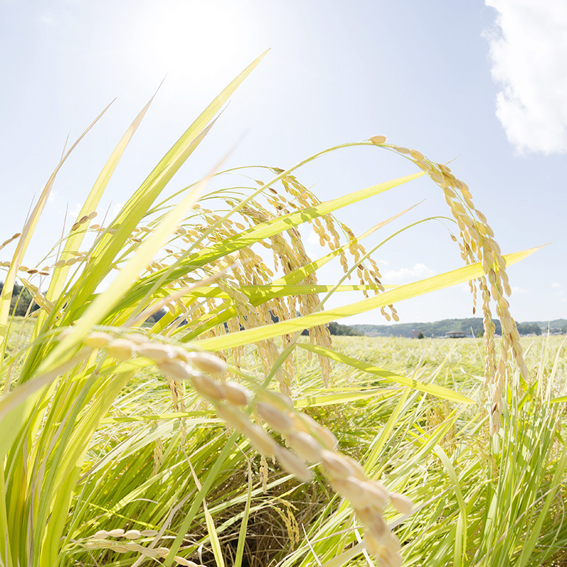 Ears of sake rice ripening in the paddy under a blue sky near the brewery.