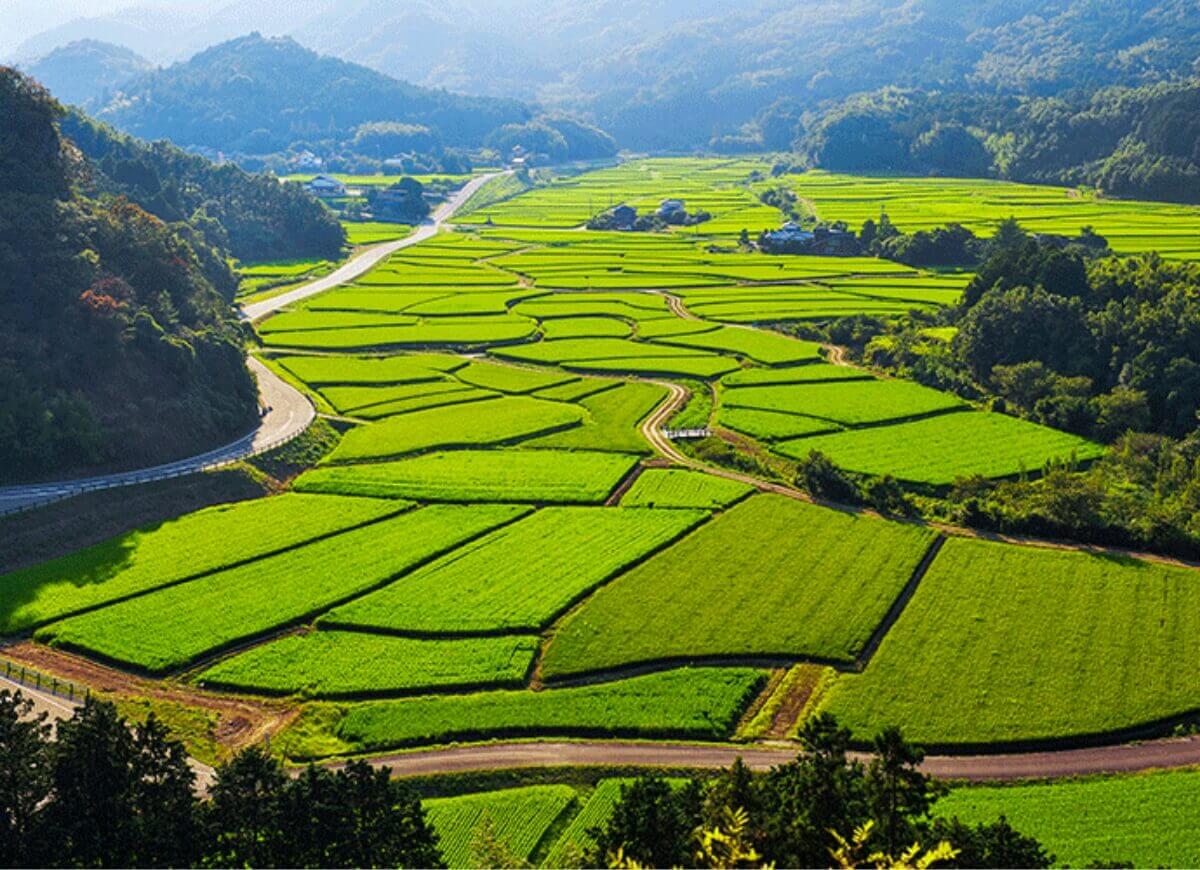 Rice paddies in Kunisaki, Oita, the local terroir supplying rice for Nishinoseki sake