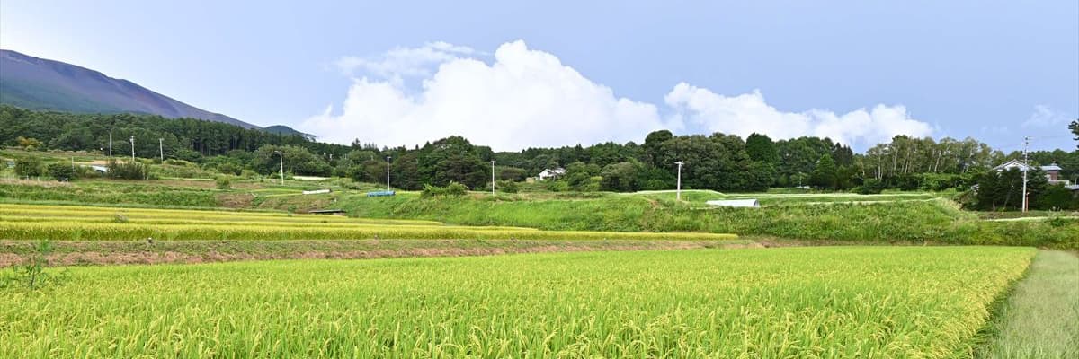Rice paddies in the foothills near Iwamurada, with Mount Asama visible in the distance.