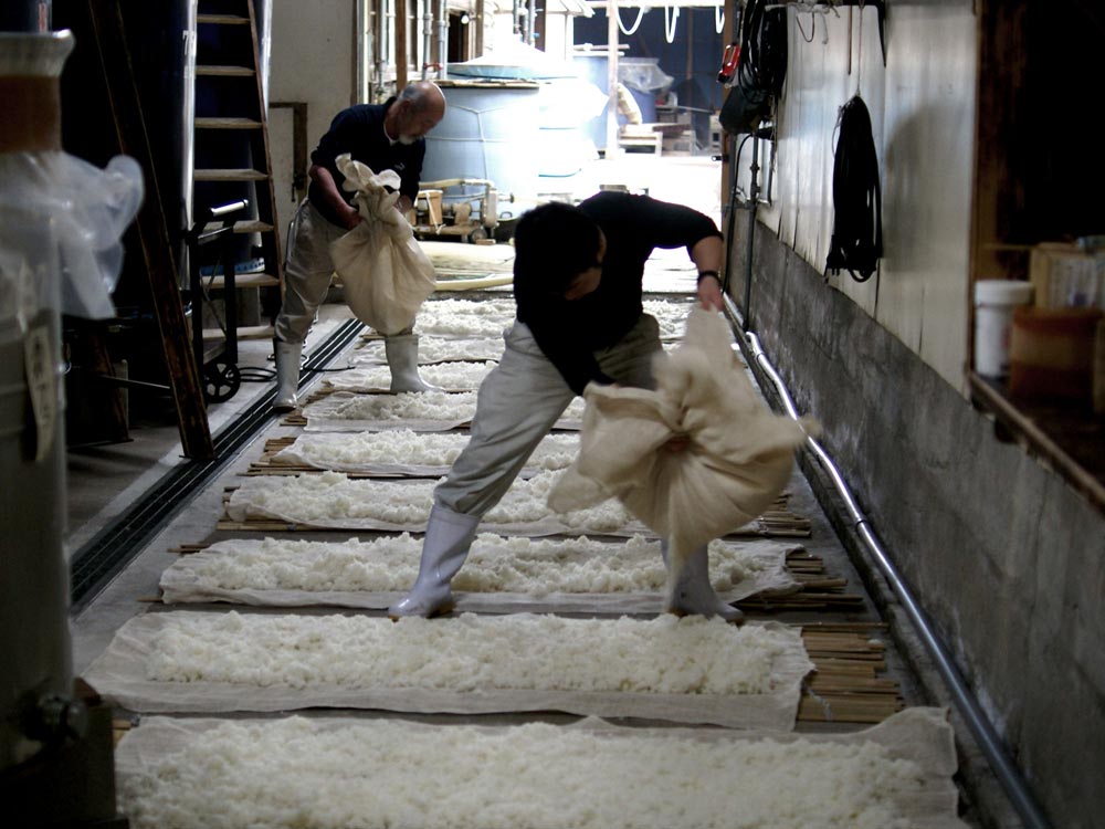 Brewery staff spreading steamed rice across cloths in the kura