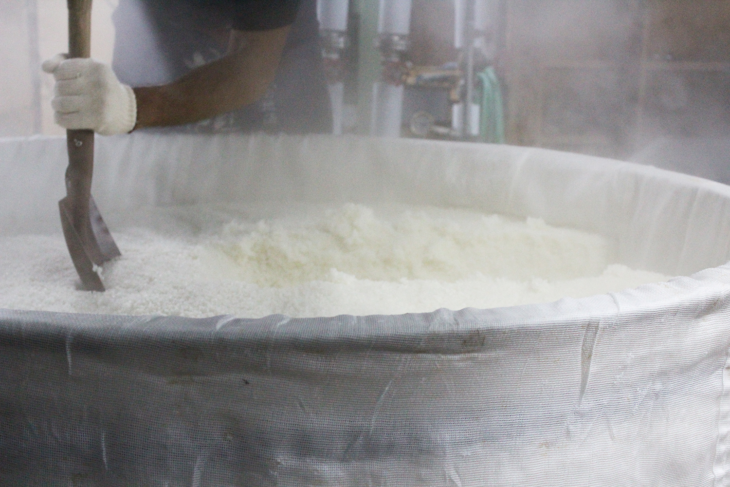 Steamed rice and koji being handled during brewing