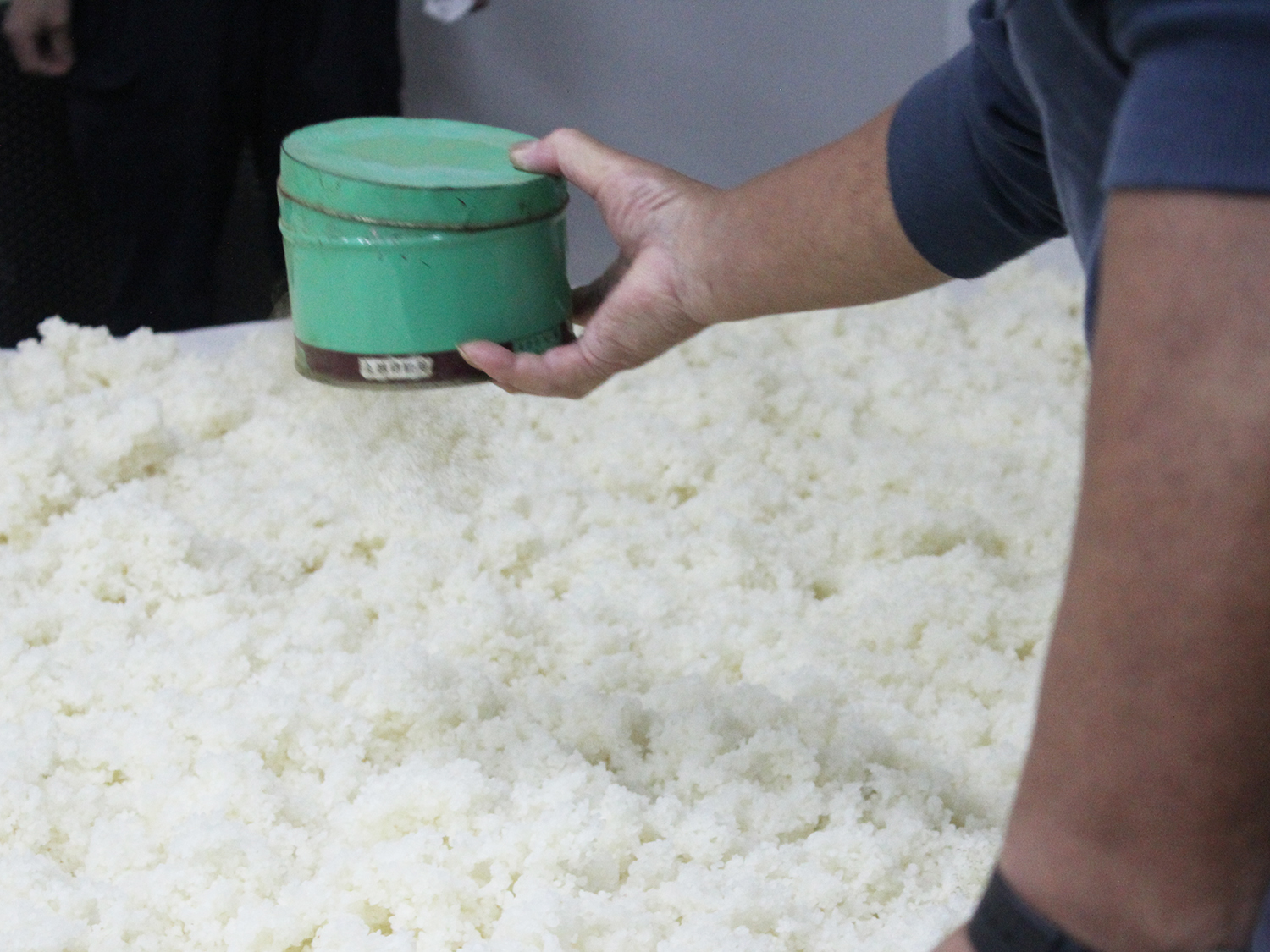 Brewer working with steamed rice and koji spores