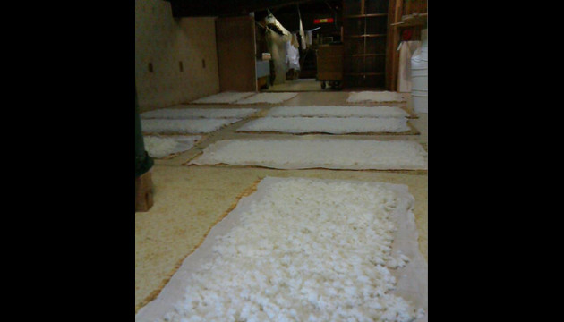 Steamed rice spread out on cloths to cool before koji-making.