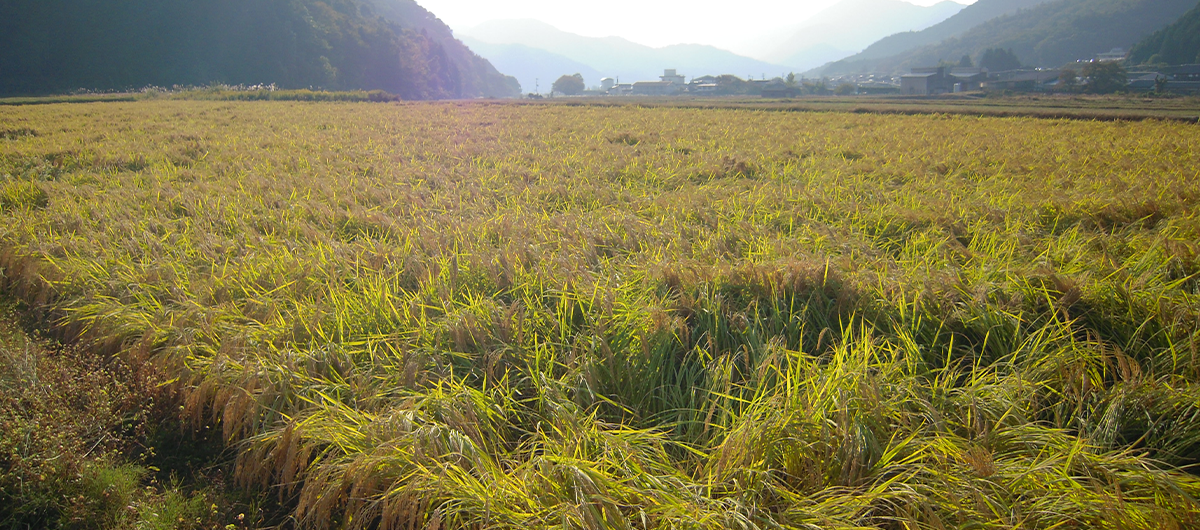 Golden rice paddies surrounded by mountains near the brewery in Asago, Hyogo.