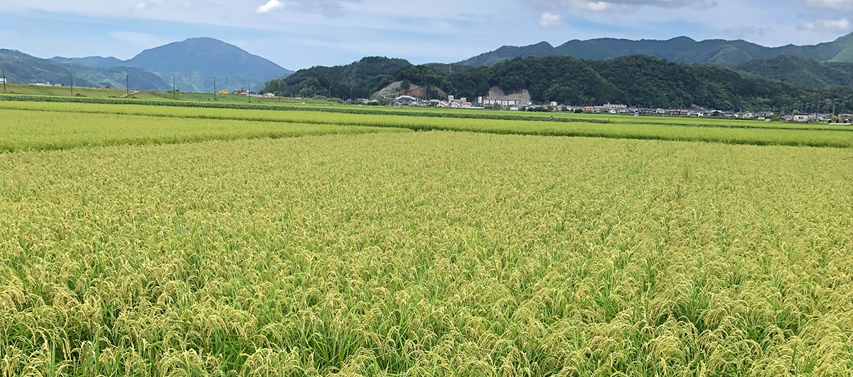 Rice fields with mountains in the background under a clear sky.