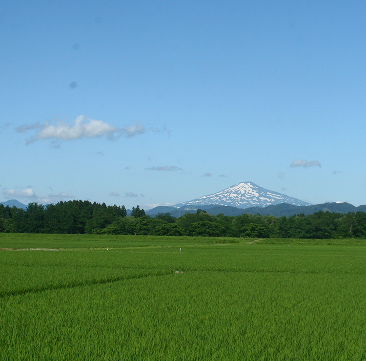Company-owned rice paddy