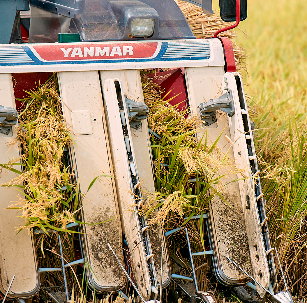 Company-owned rice paddy