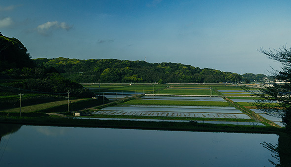 Rice paddies on Iki Island used for sake rice cultivation.