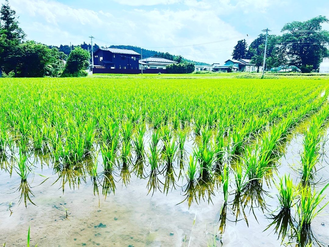 A flooded rice paddy used for contract rice growing near the brewery.