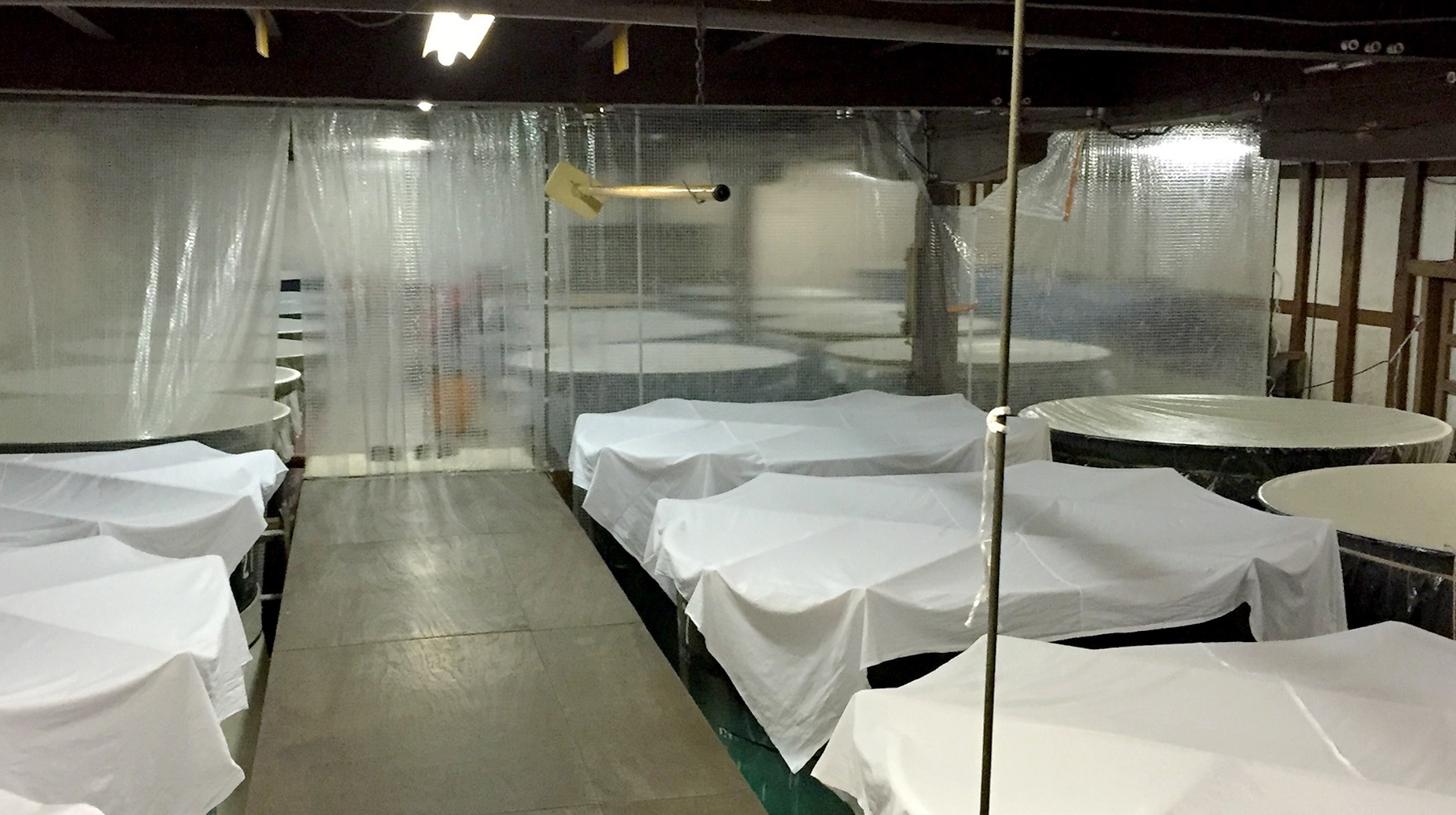 Rows of covered fermentation tanks inside the brewery.