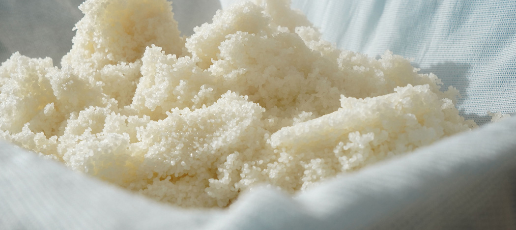 Close-up of steamed rice used in the brewing process