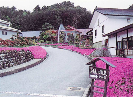 Brewery exterior with a garden of pink shibazakura moss phlox in bloom.
