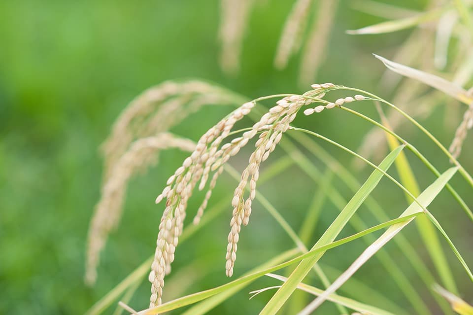 Close-up of ripening sake rice ears in the field.