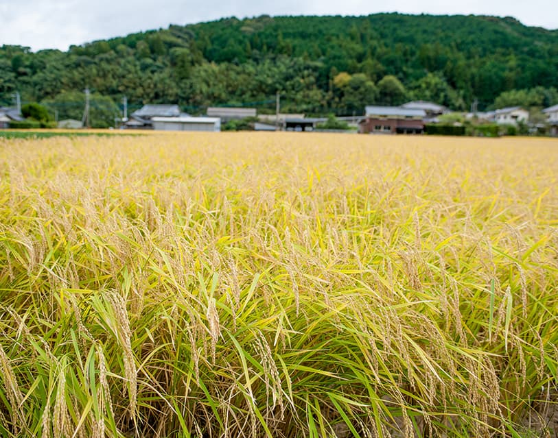 Wide view of golden rice paddies with the local village and mountains in the background.