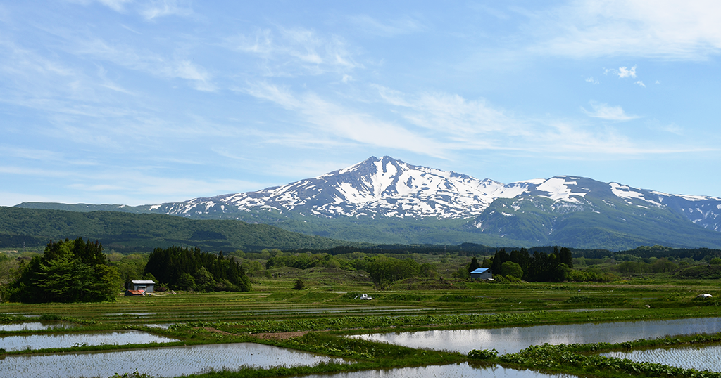 Rice paddies near the brewery with Mount Chokai rising in the background.