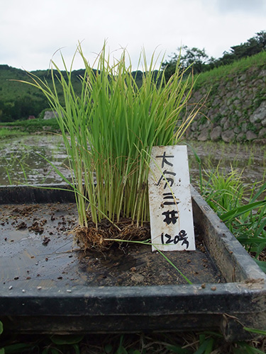 Test cultivation of the revived heirloom rice variety Oita Mii in a paddy tray