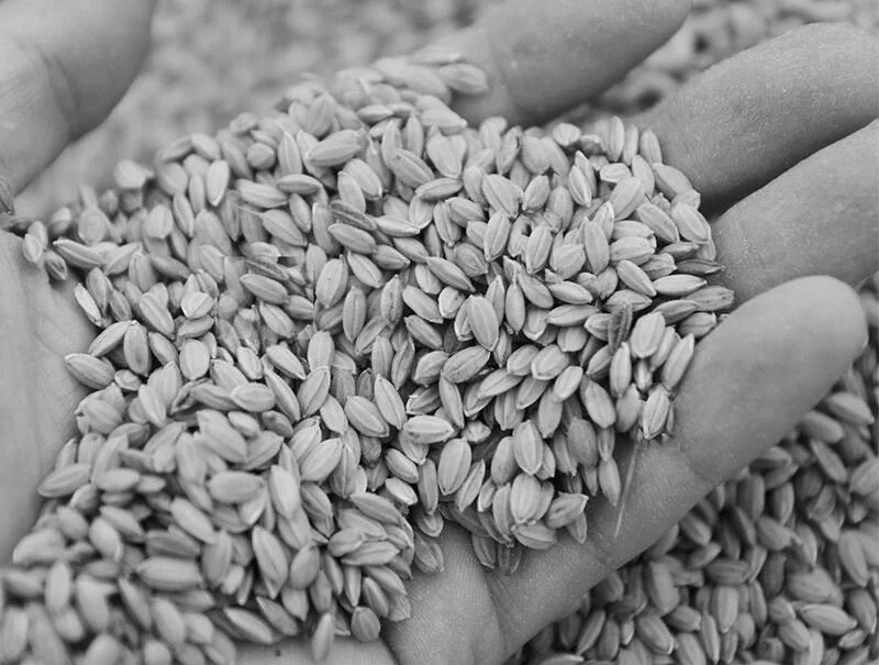 Close-up of harvested Oita Mii rice grains held in hand