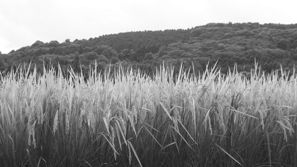 Rice fields backed by mountains, source of the local Hinohikari rice used in brewing
