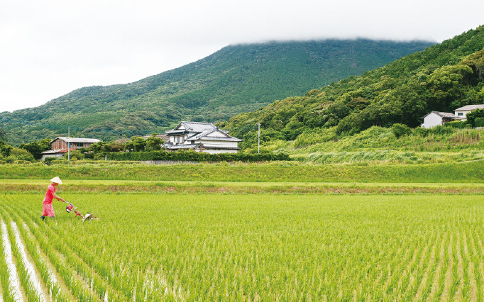 Rice paddy with the brewery building visible in the background