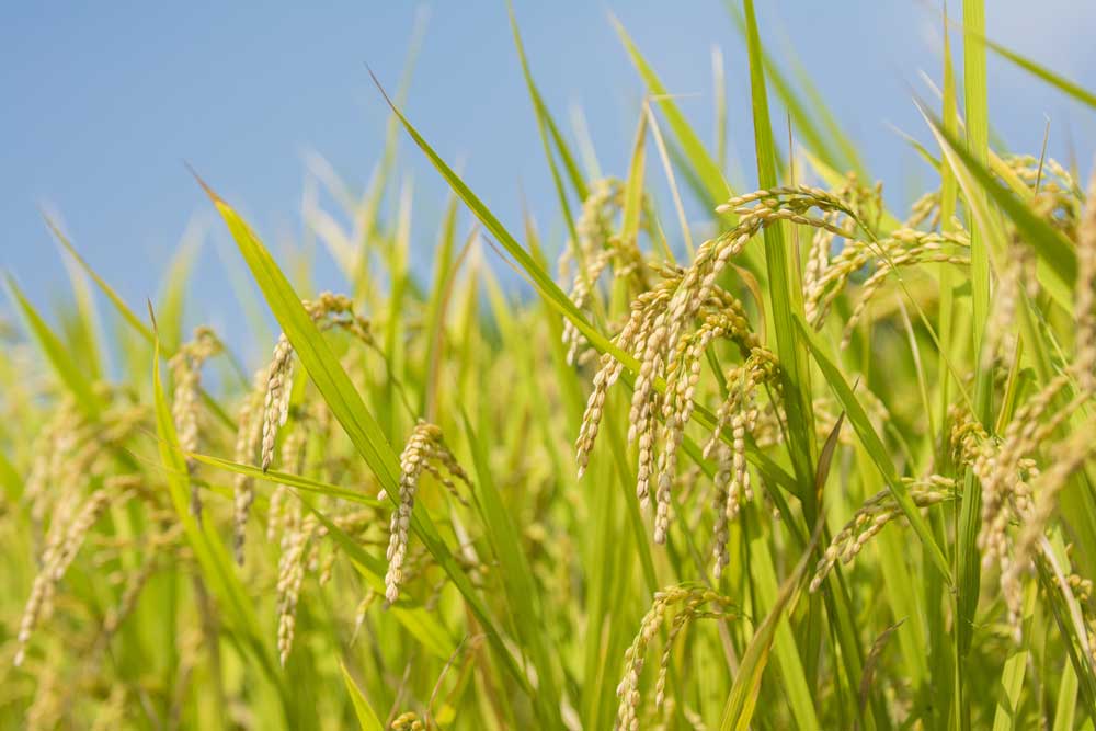 Rice paddy with ripening ears used for the brewery's sake rice.