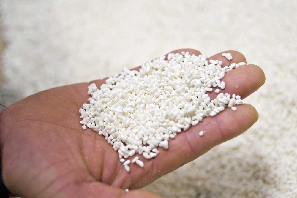 Handful of steamed rice koji being checked during brewing.