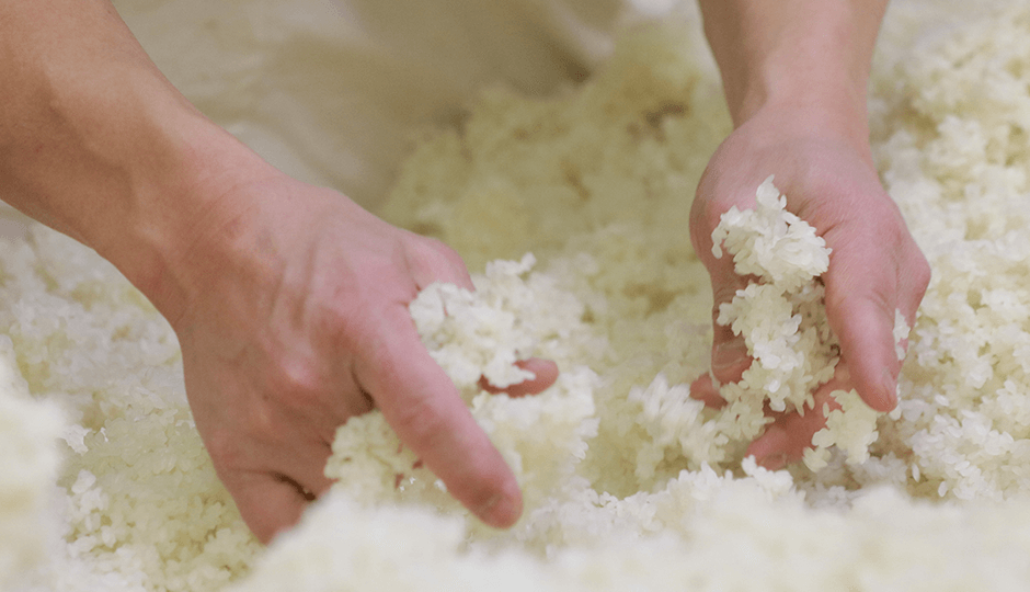 Hand-mixing steamed rice with koji mold during koji-making