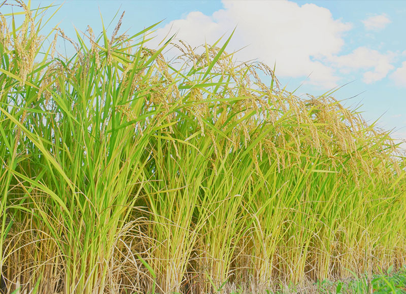 Rice field of Yamada Nishiki grown at the foot of the Mino mountain range.