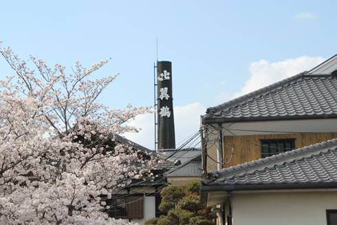 The brewery's symbolic smokestack bearing the Hiyokutsuru name, framed by cherry blossoms