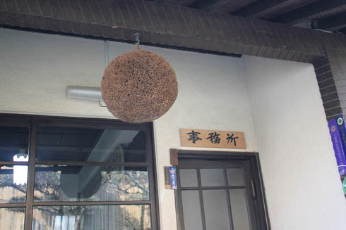 Sugidama (cedar ball) hanging at the brewery office entrance